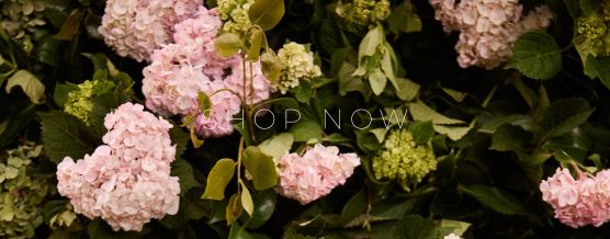 BANNER_SHOP_NOW_MOBILE