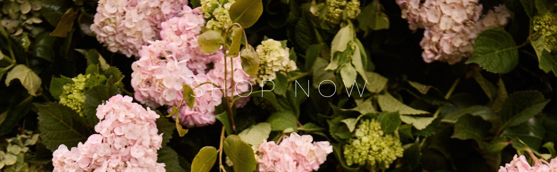 HOME_SHOP_NOW_BANNER_DESK