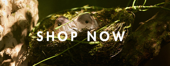 BANNER-SHOP-NOW-I25-008_MBL